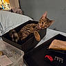 animal, bed, box, cat, container, cozy, curious, domestic, fabric, feline, indoor, pet, pouch, resting, room, striped_fur, tabby_cat, table, tongue_out, tray