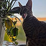 Leeloo joined the competition — help win amazing prizes! animal, cat, closeup, curious, feline, greenery, home, indoor, leaf, nature, pet, plant, sitting, soft_light, striped, sunset, tile_floor, tongue_out, whiskers, window