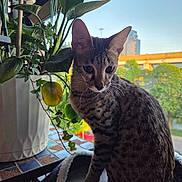 Leeloo is registered to the contest to win money with this photo: animal, blanket, cat, cozy, feline, green, indoor, leaf, nature, pet, plant, pot, relaxed, sitting, skyline, spot, sunlight, table, urban, window