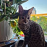 animal, blanket, cat, cozy, feline, green, indoor, leaf, nature, pet, plant, pot, relaxed, sitting, skyline, spot, sunlight, table, urban, window
