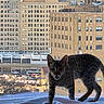 architecture, blanket, buildings, cat, cityscape, curious, daylight, domestic_animal, feline, indoor, light, pet, reflection, silhouette, street, traffic, urban, vehicle, window, windowsill
