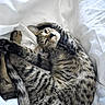 animal, bed, cat, cozy, curled_up, cute, fur, indoor, mammal, napping, paw, pet, relaxed, resting, sleeping, soft, striped, tabby_cat, whiskers, white_blanket
