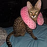 animal, barbie, bed, blue_bedspread, cat, dark_room, domestic_cat, ears, feline, furniture, human_figure, indoor, pet, pink_neck_pillow, plush, resting, spotted_cat, tail, television, whiskers