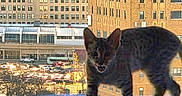 Leeloo joined the competition — help win amazing prizes! animal, architecture, blanket, building, car, cat, cityscape, curious, domestic, feline, indoor, light, pet, reflection, shadow, silhouette, street, sunset, urban, window