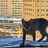 animal, architecture, blanket, building, car, cat, cityscape, curious, domestic, feline, indoor, light, pet, reflection, shadow, silhouette, street, sunset, urban, window