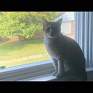 Luna joined the competition — help win amazing prizes! cat, one-eyed, windowsill, window, indoor, pet, animal, greenery, tree, grass, daylight, feline, curious, domestic, home, portrait, sitting, side_view, whiskers, ears