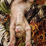 Simba joined the competition — help win amazing prizes! kitten, cat, orange_cat, stretching, upside_down, paw, fur, blanket, pattern, leaf_pattern, cozy, sleepy, cute, pet, animal, indoor, resting, young_cat, soft, relaxed