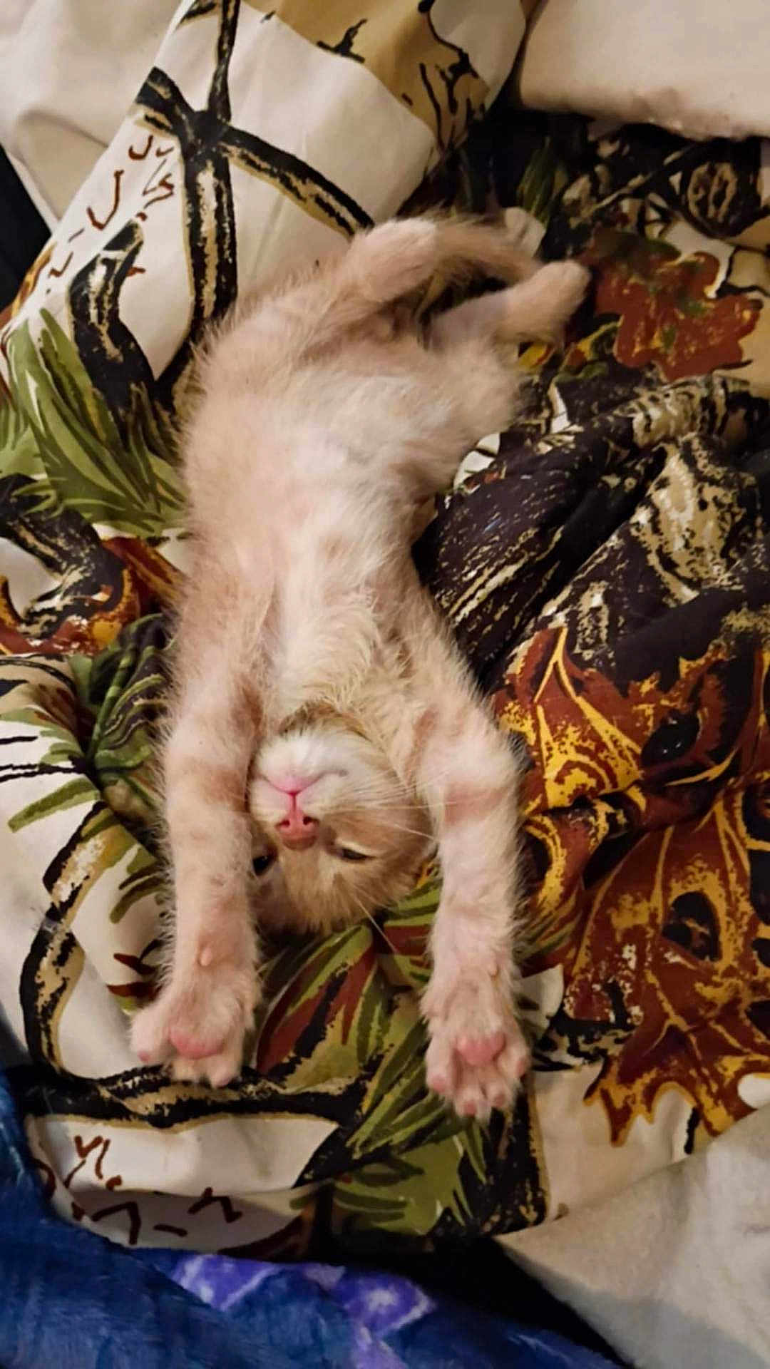 Simba