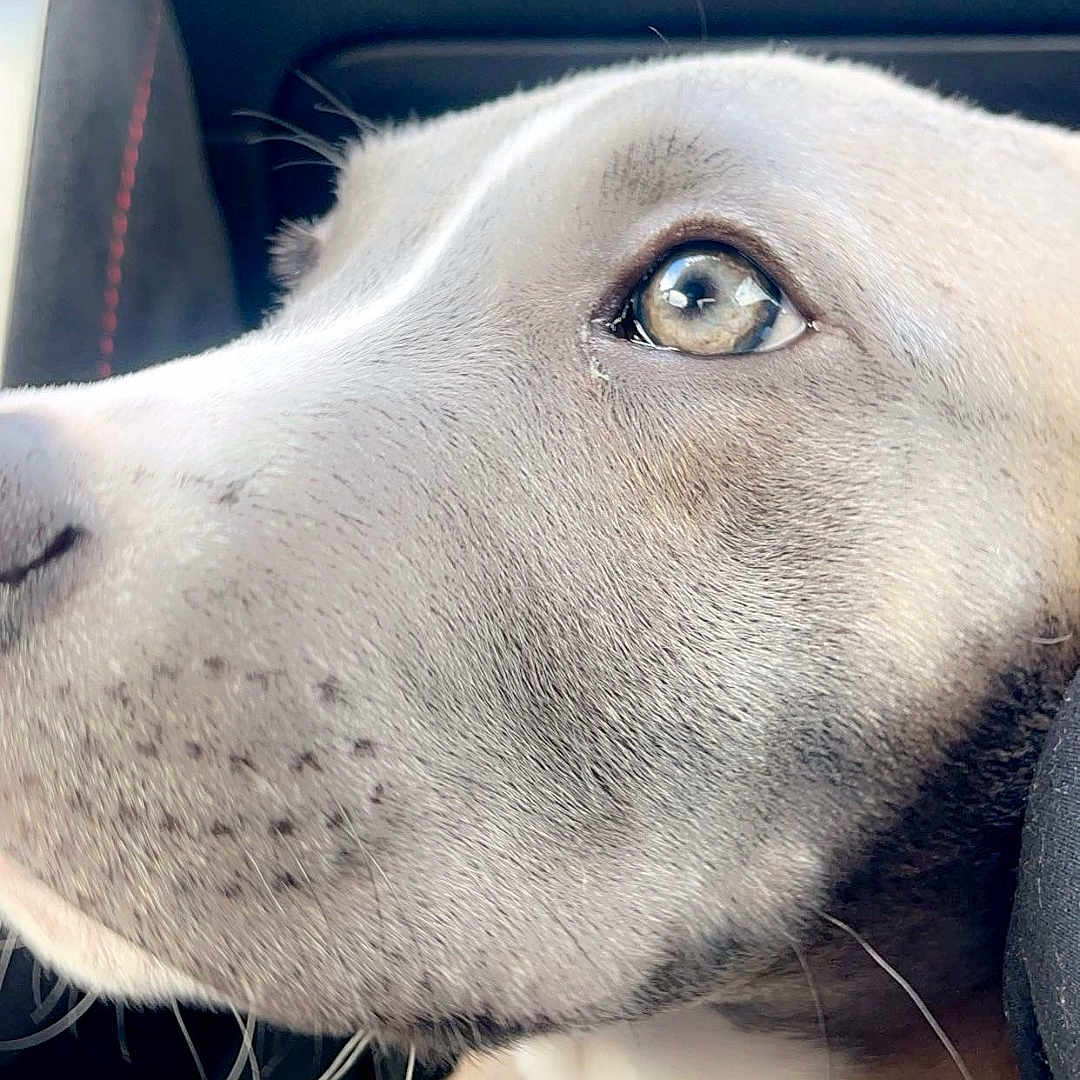 Diesel is registered to the contest to win money with this photo: accessories, animal, beagle, belt, bulldog, canine, cat, cushion, dog, face, homedecor, hound, husky, labradorretriever, pet, pitbull, pointer, puppy, snout, whitedog