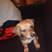 Prunelle a rejoint le concours — aidez-le/la à gagner de superbes lots ! beagador, canidae, carnivore, companion_dog, dachshund, dog, dog_breed, fawn, mammal, paw, puppy, puppy_love, rare_breed_dog, snout, sporting_group, vertebrate
