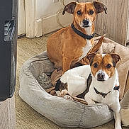 Nels a rejoint le concours — aidez-le/la à gagner de superbes lots ! dog, pet_bed, blanket, indoor, floor, brown_dog, white_and_brown_dog, furniture, wall, power_outlet, cable, wooden_floor, collar, ears, nose, eyes, tail, sitting, lying_down, curious