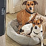 dog, pet_bed, blanket, indoor, floor, brown_dog, white_and_brown_dog, furniture, wall, power_outlet, cable, wooden_floor, collar, ears, nose, eyes, tail, sitting, lying_down, curious