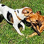 dog, dogs, playing, stick, grass, outdoor, pet, animal, collar, brown_dog, white_dog, black_patches, nature, sunlight, friendly, tug_of_war, grass_field, canine, fun, daytime