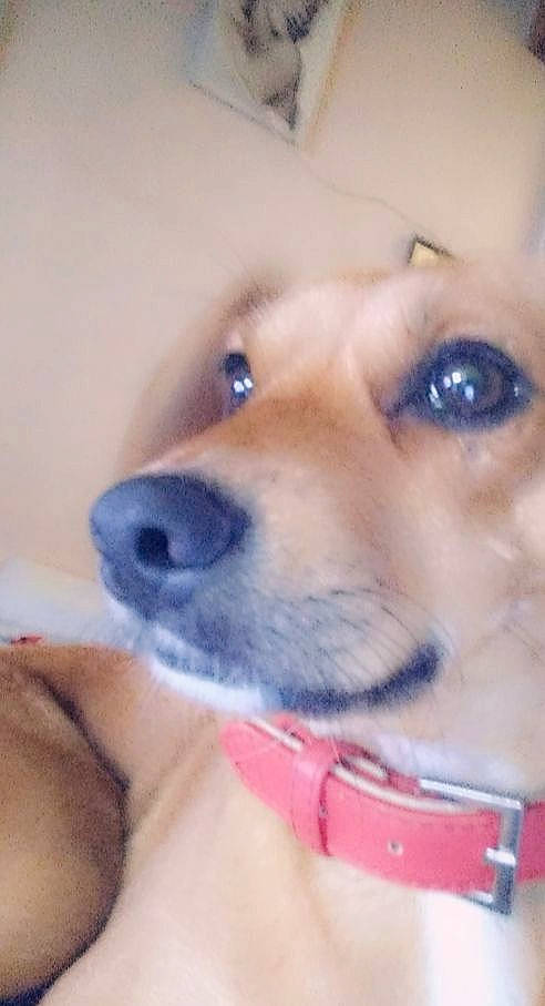 Princesse a rejoint le concours — aidez-le/la à gagner de superbes lots ! canidae, carnivore, companion_dog, dog, dog_breed, eye, fawn, mammal, non_sporting_group, nose, pomeranian, puppy, puppy_love, rare_breed_dog, shiba_inu, snout, spitz, sporting_group, vertebrate, whiskers