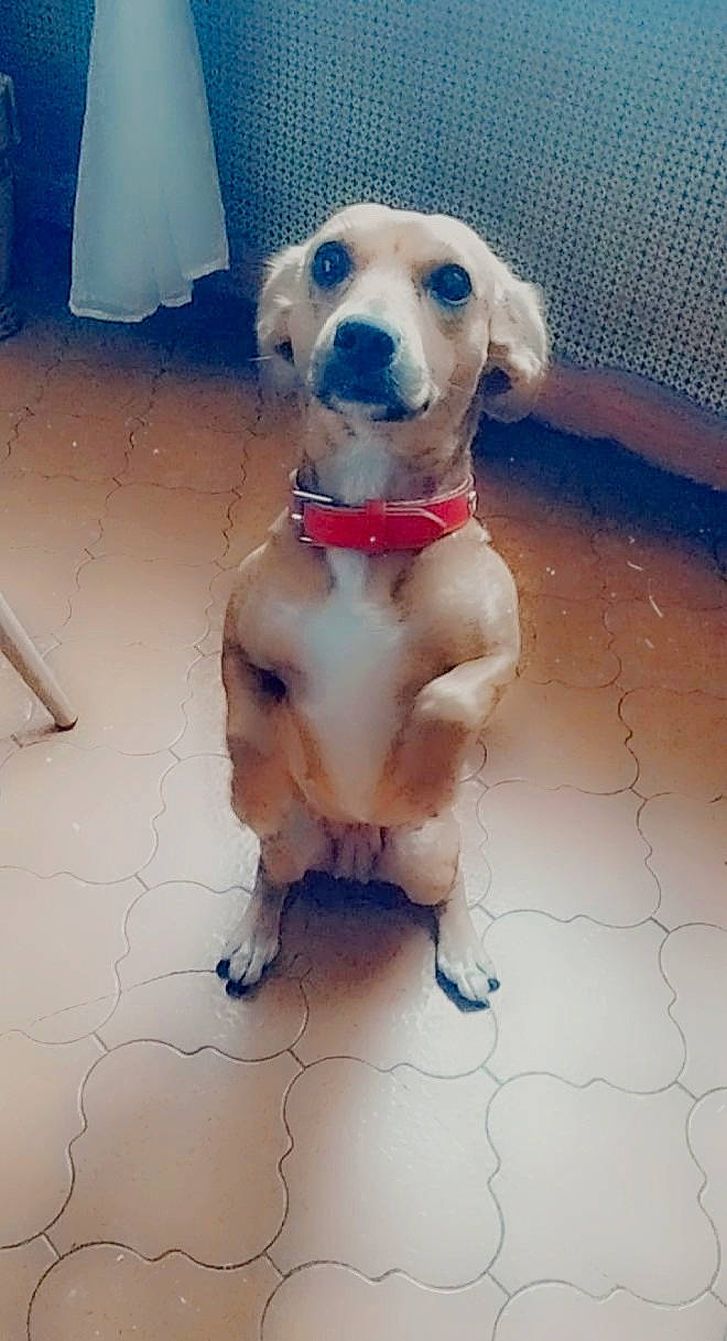 Princesse a rejoint le concours — aidez-le/la à gagner de superbes lots ! beagador, canidae, carnivore, companion_dog, dog, dog_breed, fawn, golden_retriever, labrador_retriever, mammal, nose, pointer, puppy, retriever, snout, sporting_group, tail