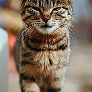 Star is registered to the contest to win money with this photo: cat, tabby, animal, pet, feline, outdoor, closeup, fur, whiskers, green_eyes, portrait, standing, nature, cute, mammal, striped, focused, alert, young_cat, domestic_cat