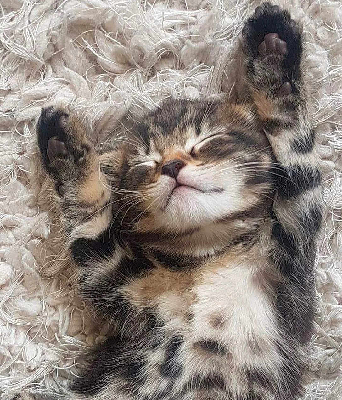 Star joined the competition — help win amazing prizes! kitten, cat, sleeping, paw, furry, cute, pet, resting, cozy, fluffy, animal, tabby, whiskers, soft, closeup, adorable, relaxed, home, nap, young