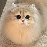 Dior is registered to the contest to win money with this photo: cat, fluffy_cat, cream_colored, longhaired, pet, animal, feline, portrait, close_up, big_eyes, round_eyes, staring, adorable, whiskers, pink_nose, fur, indoors, carpet, centered_composition, cute