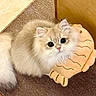Dior is registered to the contest to win money with this photo: cat, kitten, fluffy, long_hair, cream_colored, white, round_eyes, pet, animal, cuddling, plush_toy, pillow, shell, indoor, couch, carpet, adorable, portrait, close_up, whiskers