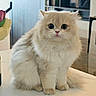 Dior is registered to the contest to win money with this photo: cat, fluffy, long_hair, cream_colored, sitting, indoor, pet, animal, portrait, front_facing, large_eyes, whiskers, ears, fur, table, home, furniture, cabinet, kitchen, cute