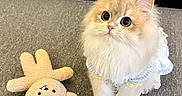 Dior joined the competition — help win amazing prizes! cat, kitten, fluffy, cream_colored, long_hair, blue_dress, pet_clothing, sitting, looking_at_camera, large_eyes, whiskers, pink_nose, plush_toy, sun_toy, carpet, indoor, kitchen, cabinet, cute, portrait