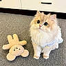 cat, kitten, fluffy, cream_colored, long_hair, blue_dress, pet_clothing, sitting, looking_at_camera, large_eyes, whiskers, pink_nose, plush_toy, sun_toy, carpet, indoor, kitchen, cabinet, cute, portrait