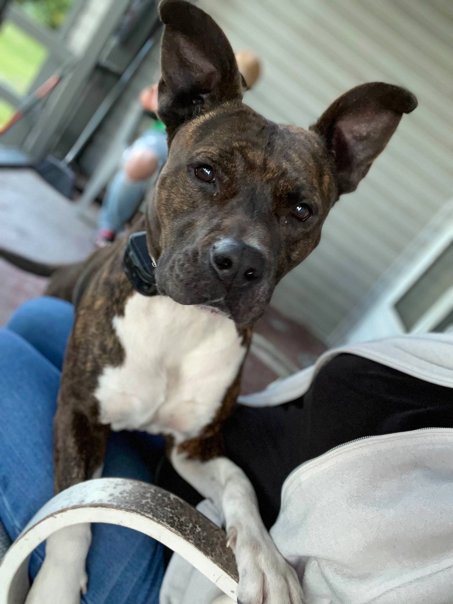 Berkley is registered to the contest to win money with this photo: canidae, carnivore, collar, companion_dog, dog, dog_breed, dog_collar, ear, fawn, non_sporting_group, snout, sporting_group, terrestrial_animal, terrier, whiskers, working_animal