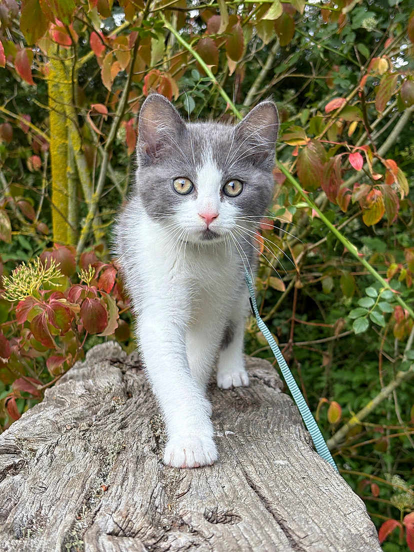 Aïko