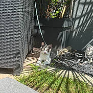 Aïko a rejoint le concours — aidez-le/la à gagner de superbes lots ! cat, outdoor, sunlight, shadow, grass, plant, garden, leash, furniture, black_and_white_cat, gnome, statue, pavement, pot, shadows, curious, resting, daylight, small_animal, nature