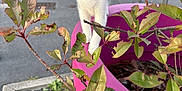 Aïko a rejoint le concours — aidez-le/la à gagner de superbes lots ! cat, kitten, plant, pink_planter, green_leaves, outdoor, urban, sidewalk, curious, wide_eyes, open_mouth, gray_and_white, young_cat, nature, pavement, building, daylight, branch, pet, closeup