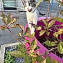 cat, kitten, plant, pink_planter, green_leaves, outdoor, urban, sidewalk, curious, wide_eyes, open_mouth, gray_and_white, young_cat, nature, pavement, building, daylight, branch, pet, closeup
