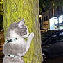 cat, tree, night, outdoor, moss, gray_cat, white_cat, pet, animal, harness, street, car, urban, nature, curious, climbing, side_view, closeup, feline, quiet