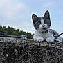 kitten, cat, gray_and_white, curious, outdoor, stone_wall, leash, pets, animal, young, nature, sky, greenery, whiskers, ears, feline, closeup, portrait, daylight, playful