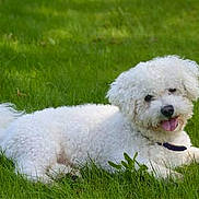 Naya participe au concours pour gagner de l'argent avec cette photo : bichon, bichon_frise, bolognese, bolonka, carnivoran, companion_dog, dog, dog_breed, dog_breed_group, dog_like_mammal, grass, havanese, lagotto_romagnolo, maltese, miniature_poodle, poodle_crossbreed, puppy, schnoodle, snout, spanish_water_dog