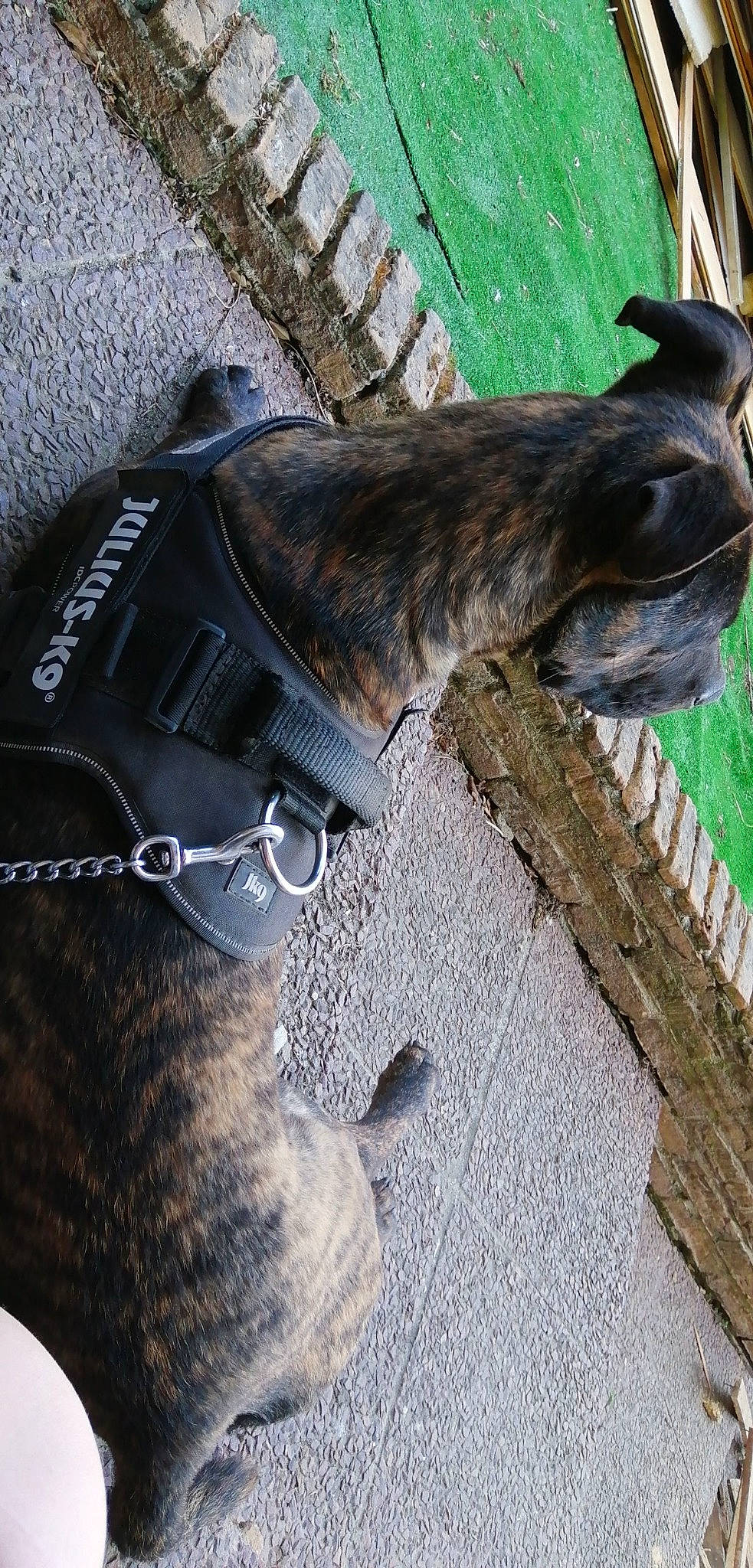 Opiume participe au concours pour gagner de l'argent avec cette photo : art, collar, eyewear, fashion_accessory, fur, grey, human_leg, leash, military_camouflage, pack_animal, personal_protective_equipment, sculpture, snout, sporting_group, street_fashion, sunglasses, terrestrial_animal, trunk, wood, working_animal