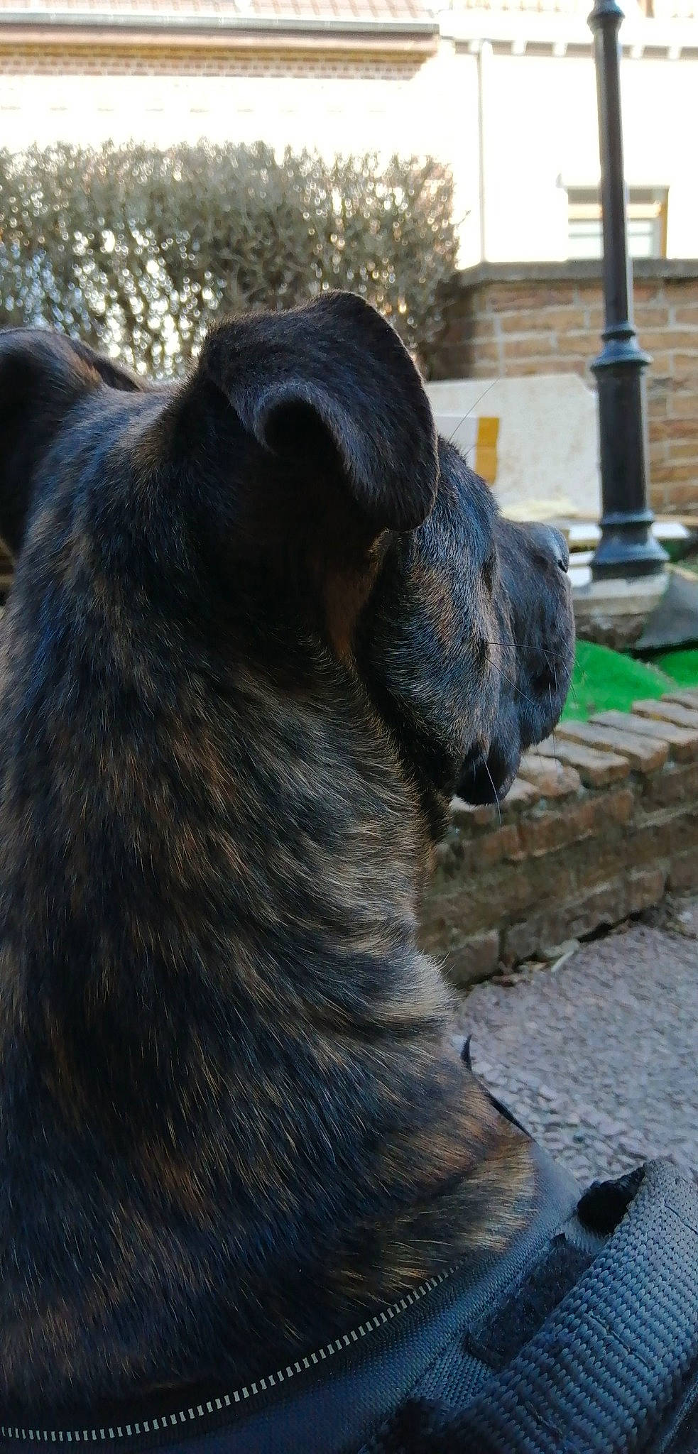 Opiume a rejoint le concours — aidez-le/la à gagner de superbes lots ! borador, canidae, carnivore, claw, companion_dog, dog, dog_breed, fawn, fur, grass, guard_dog, plant, snout, sporting_group, tail, terrestrial_animal, whiskers, working_animal, working_dog