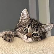 Majesté a rejoint le concours — aidez-le/la à gagner de superbes lots ! adorable, animal, cat, closeup, curious, cute, ears, face, feline, fur, indoor, kitten, paw, pet, playful, resting, soft, tabby, whiskers, young