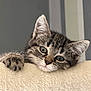 adorable, animal, cat, closeup, curious, cute, ears, face, feline, fur, indoor, kitten, paw, pet, playful, resting, soft, tabby, whiskers, young
