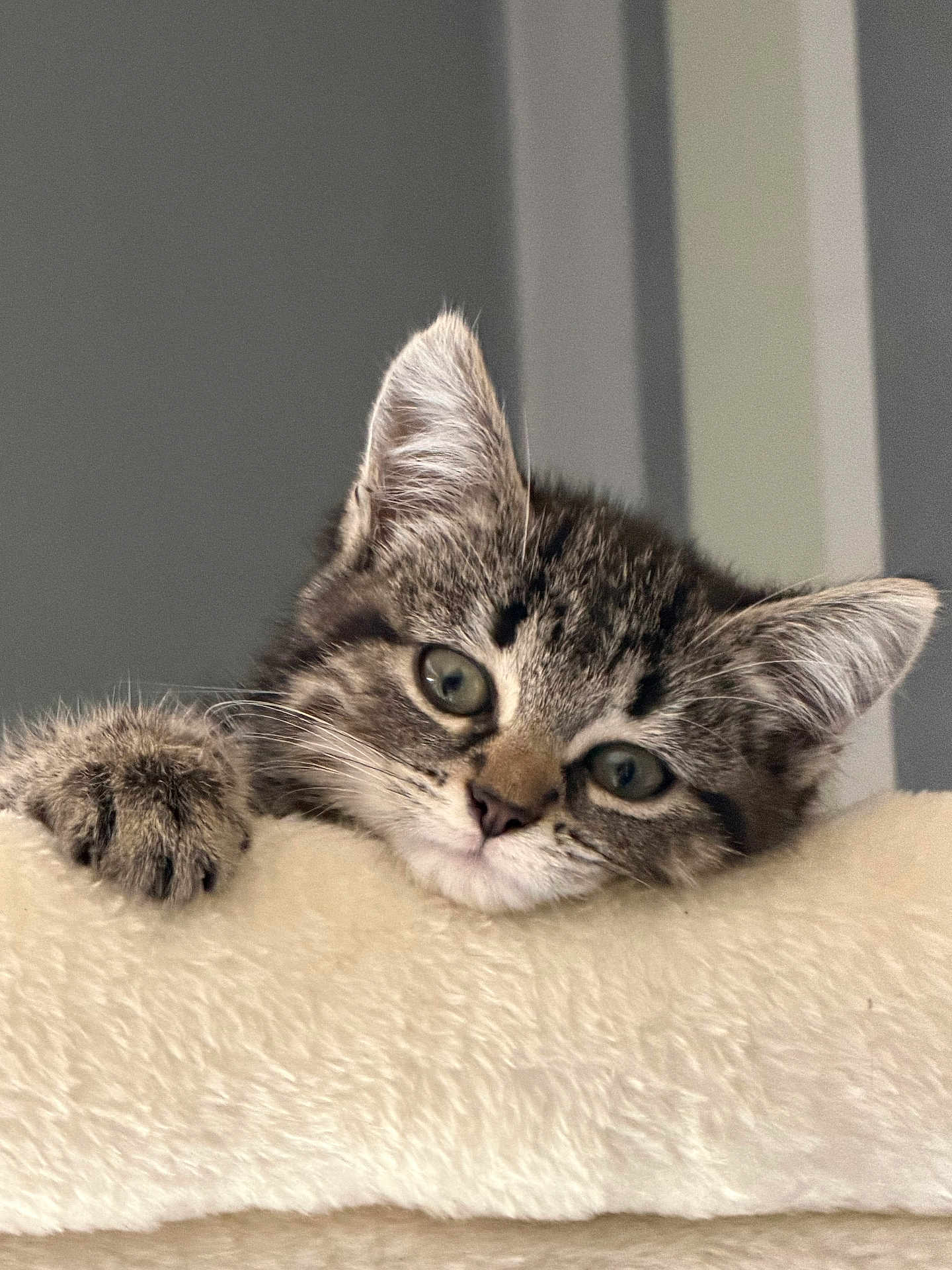 Majesté a rejoint le concours — aidez-le/la à gagner de superbes lots ! adorable, animal, cat, closeup, curious, cute, ears, face, feline, fur, indoor, kitten, paw, pet, playful, resting, soft, tabby, whiskers, young