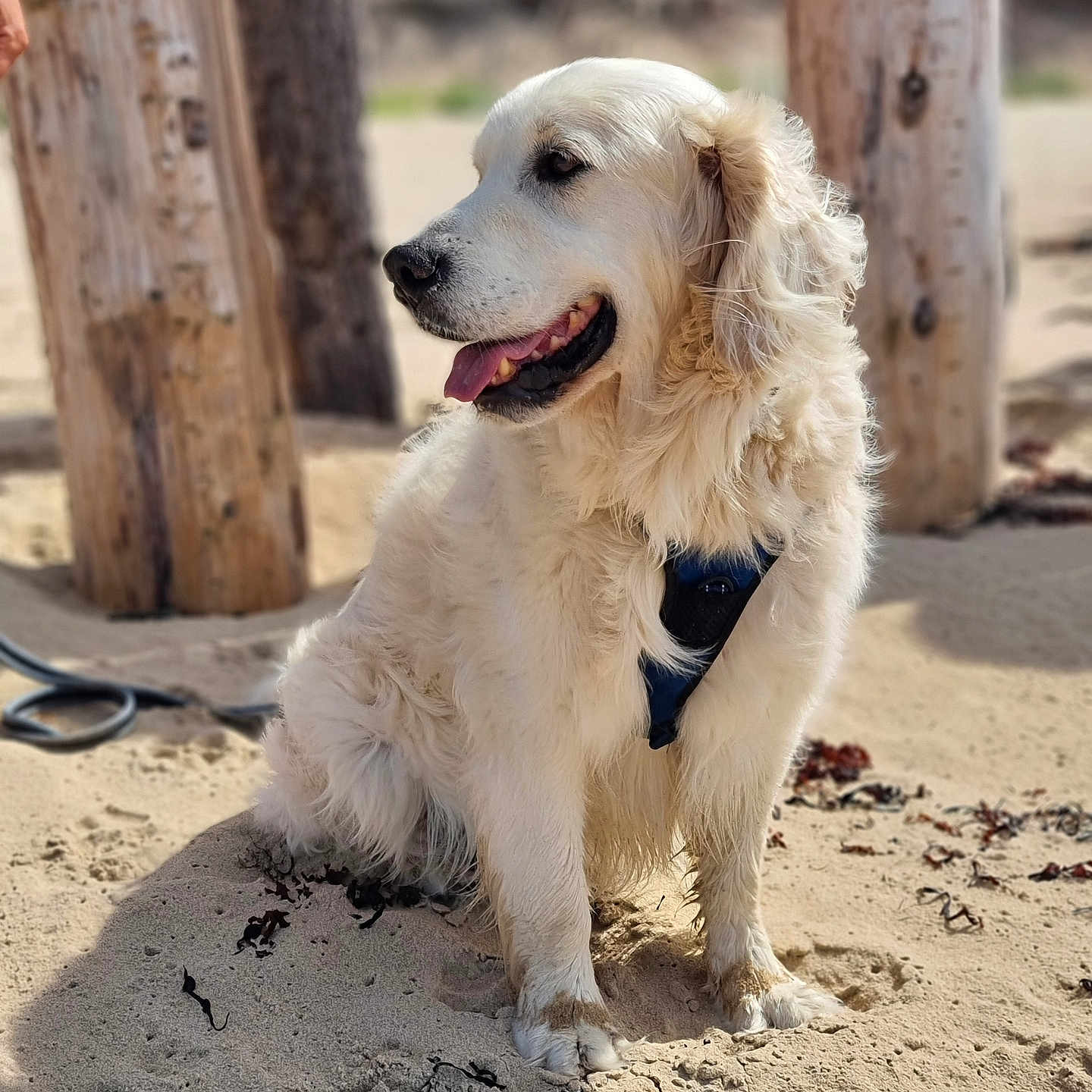 Jasko a rejoint le concours — aidez-le/la à gagner de superbes lots ! accessories, animal, bodypart, canine, cockerspaniel, dog, eskimodog, goldenretriever, hound, labradorretriever, leash, pet, plant, puppy, soil, strap, terrier, tree, whitedog, wood