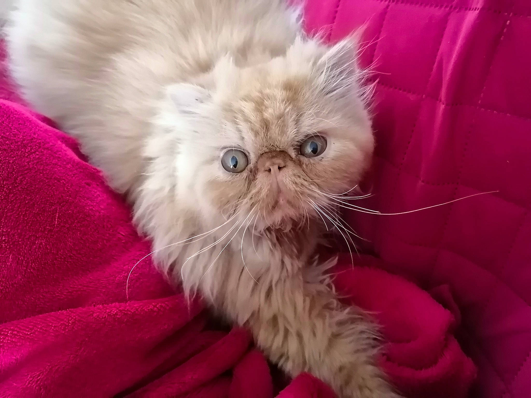 Simba participe au concours pour gagner de l'argent avec cette photo : british_longhair, carnivore, cat, claw, comfort, companion_dog, eye, fawn, felidae, fur, head, magenta, paw, persian, plant, small_to_medium_sized_cats, snout, terrestrial_animal, whiskers