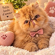 Simba a rejoint le concours — aidez-le/la à gagner de superbes lots ! cat, persian_cat, ginger_cat, fluffy, long_hair, pet, bow_tie, pink, collar, paw_charm, indoors, blanket, plush_toy, heart, fairy_lights, warm_lighting, portrait, close_up, cute, feline