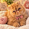 cat, persian_cat, ginger_cat, fluffy, long_hair, pet, bow_tie, pink, collar, paw_charm, indoors, blanket, plush_toy, heart, fairy_lights, warm_lighting, portrait, close_up, cute, feline