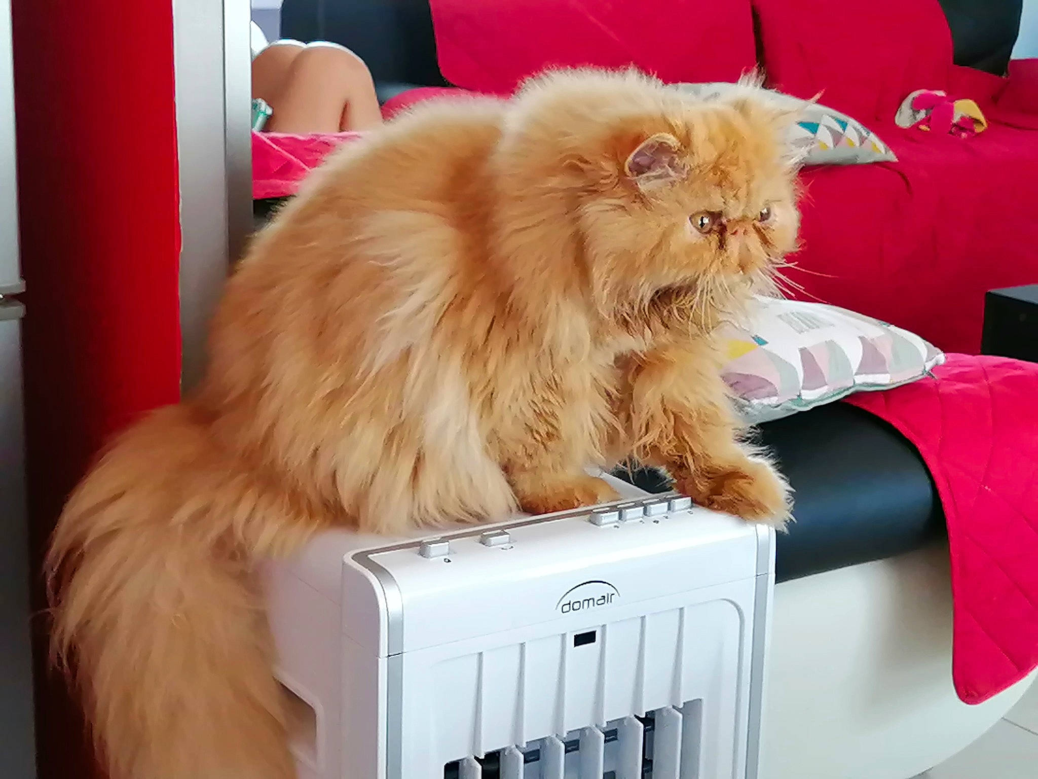 Simba a rejoint le concours — aidez-le/la à gagner de superbes lots ! box, british_longhair, canidae, carnivore, cat, comfort, companion_dog, fawn, felidae, fur, persian, small_to_medium_sized_cats, snout, tail, whiskers