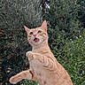 cat, orange_tabby, outdoor, greenery, trees, animal, playful, tongue_out, standing, nature, pet, feline, fur, alert, cute, wildlife, mammal, whiskers, young_cat, funny_expression