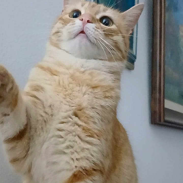 Farfoura a rejoint le concours — aidez-le/la à gagner de superbes lots ! cat, orange_tabby, curious, indoor, pet, feline, fluffy, whiskers, wide_eyes, portrait, looking_up, home, wall, painting, framed_art, fur, cute, animal, domestic_cat, closeup