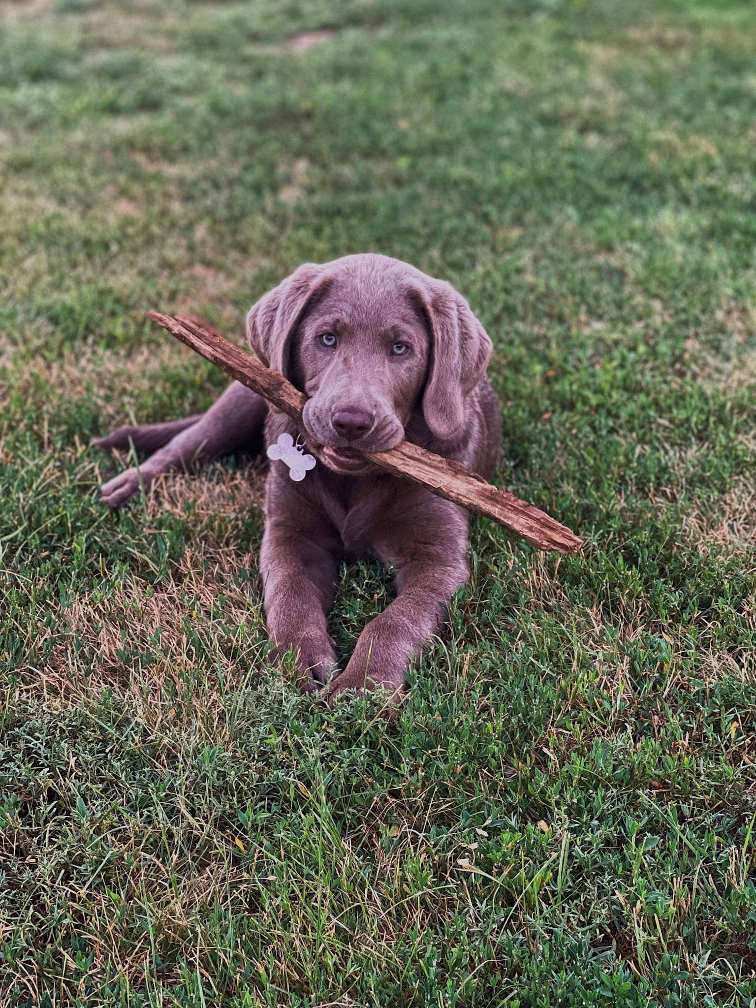 Kimber is registered to the contest to win money with this photo: canidae, carnivore, companion_dog, dog, dog_breed, fawn, grass, grassland, groundcover, gun_dog, liver, pasture, plant, snout, soil, sporting_group, tail, terrestrial_animal, working_animal, wrinkle