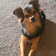 Jets is registered to the contest to win money with this photo: animal, black, brown, canine, carpet, companion, curious, cute, dog, ears, friendly, fur, home, indoor, laying_down, paw, pet, portrait, relaxed, small_dog
