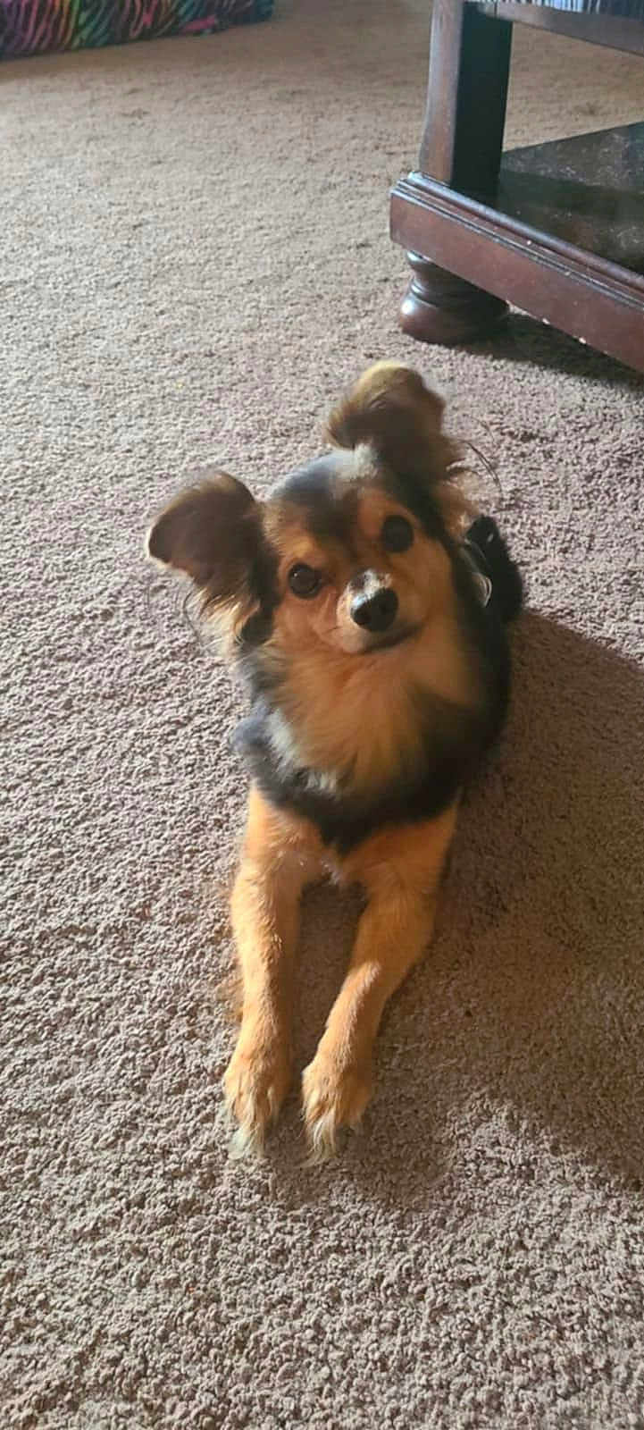 Jets is registered to the contest to win money with this photo: animal, black, brown, canine, carpet, companion, curious, cute, dog, ears, friendly, fur, home, indoor, laying_down, paw, pet, portrait, relaxed, small_dog