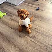 Hazel is registered to the contest to win money with this photo: animal, canine, cockerspaniel, computer, dog, electronics, hardwood, indoors, interiordesign, laptop, pc, person, pet, poodle, puppy, sitting, stainedwood, terrier, whitedog, wood